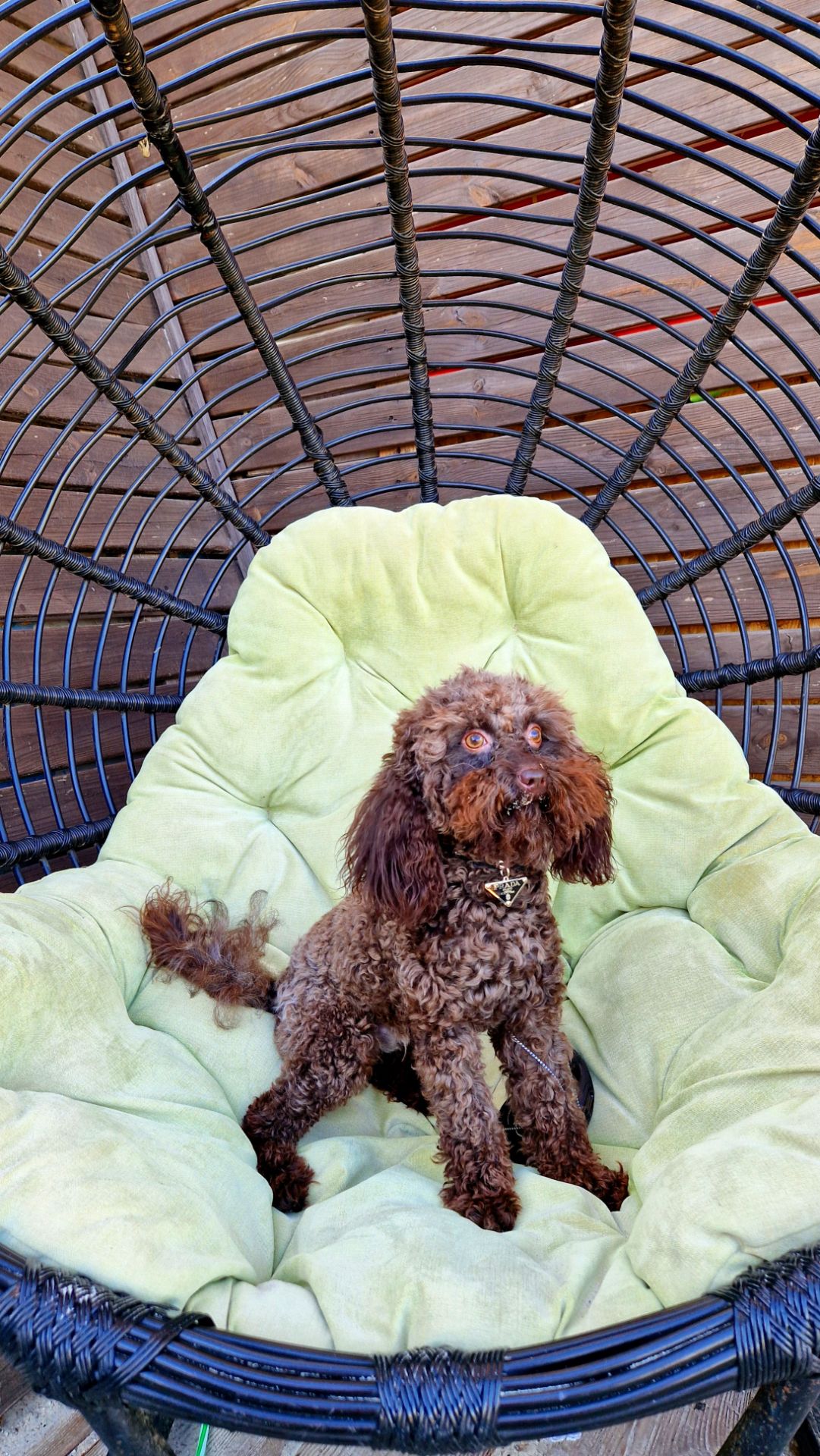 Мальчик мальтипу 2.5 года