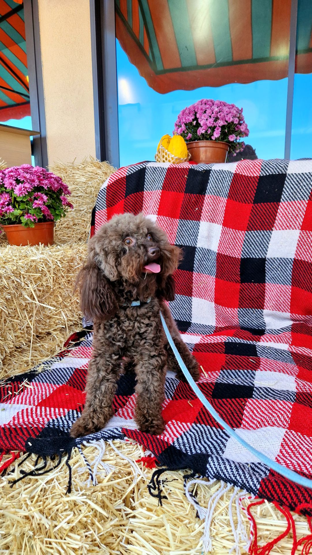 Мальчик мальтипу 2.5 года