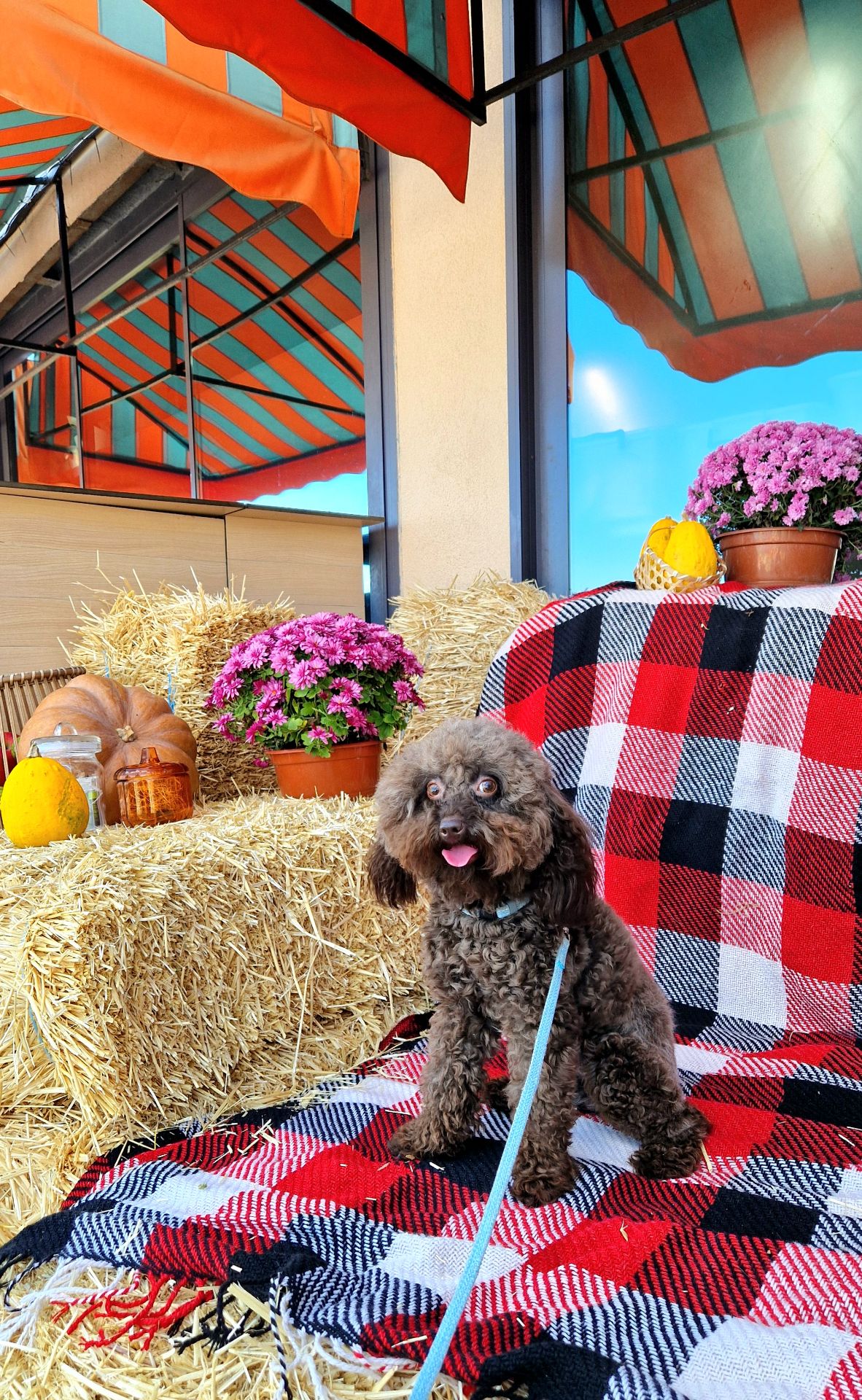 Мальчик мальтипу 2.5 года