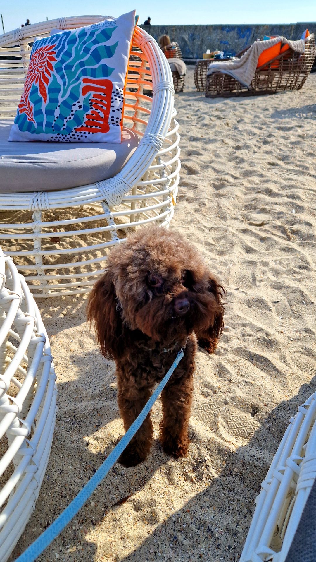 Мальчик мальтипу 2.5 года