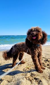 Мальчик мальтипу 2.5 года