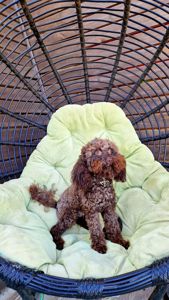 Мальчик мальтипу 2.5 года