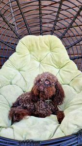 Мальчик мальтипу 2.5 года