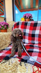 Мальчик мальтипу 2.5 года