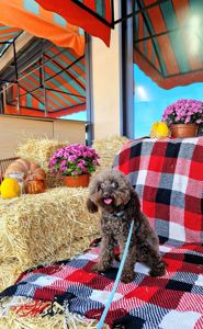 Мальчик мальтипу 2.5 года