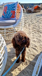 Мальчик мальтипу 2.5 года