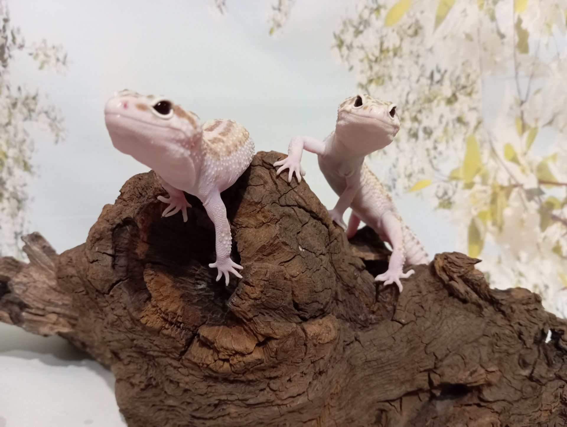 Леопардовый геккон эублефар