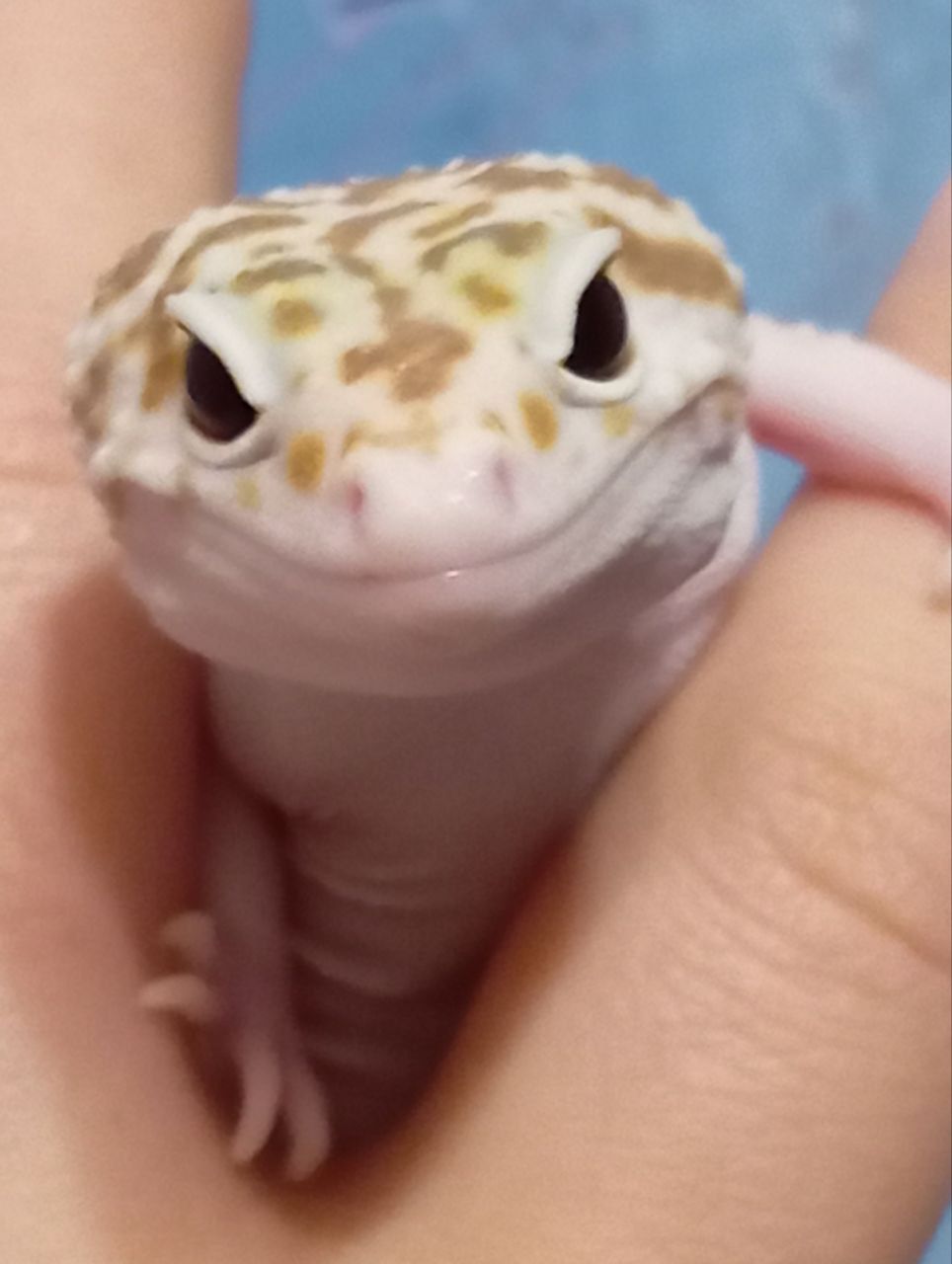 Леопардовый геккон эублефар