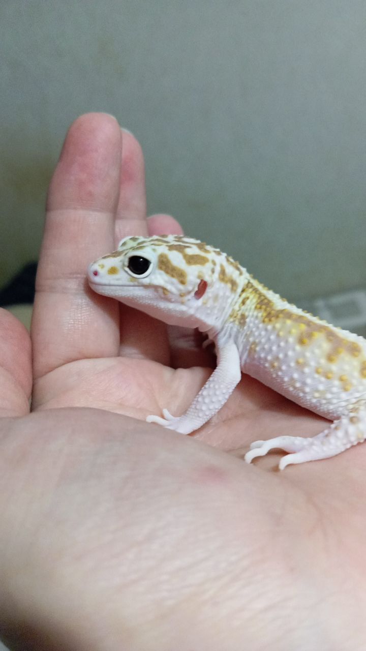 Леопардовый геккон эублефар