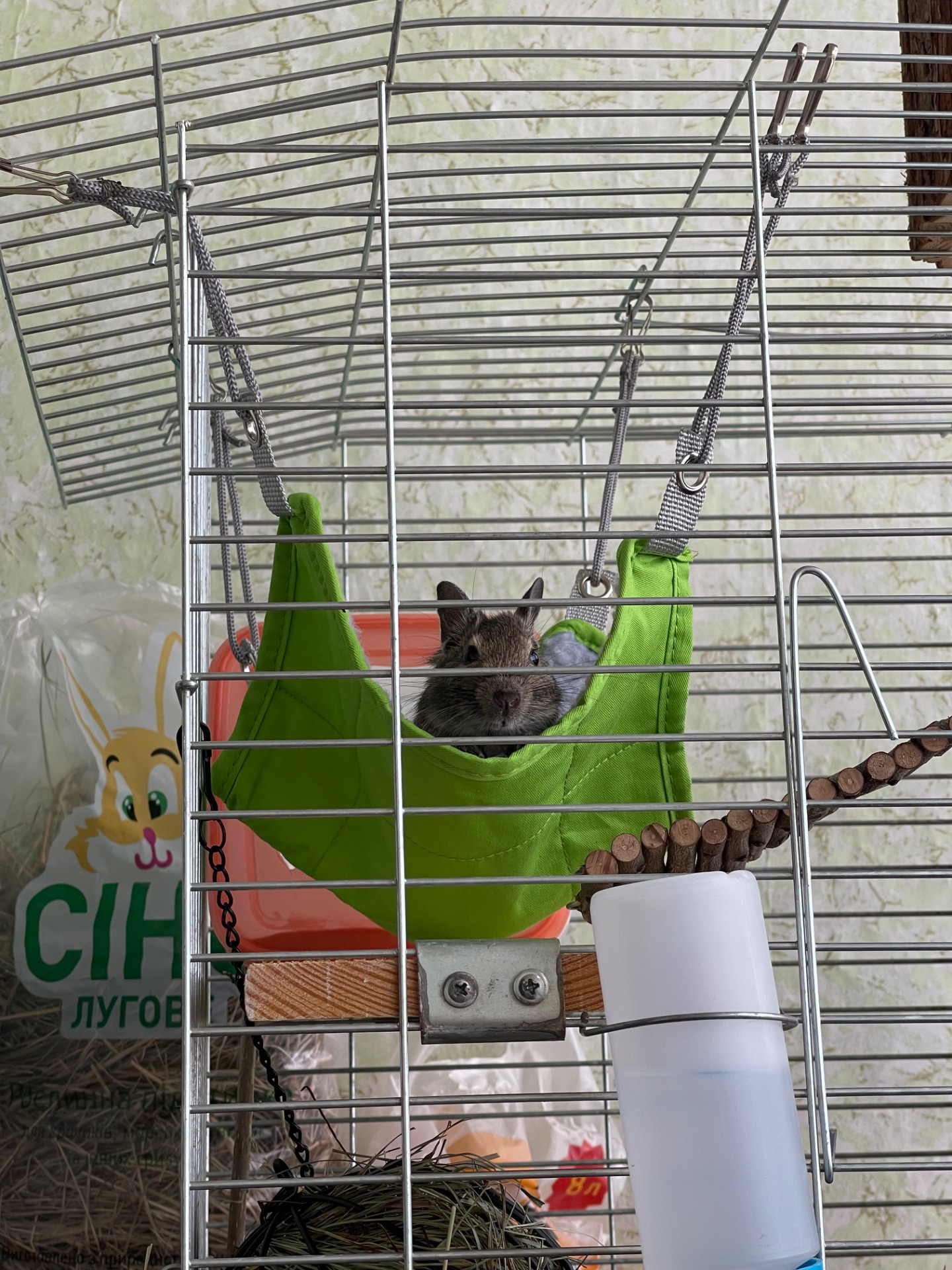 2 мальчика дегу бесплатно с клеткой