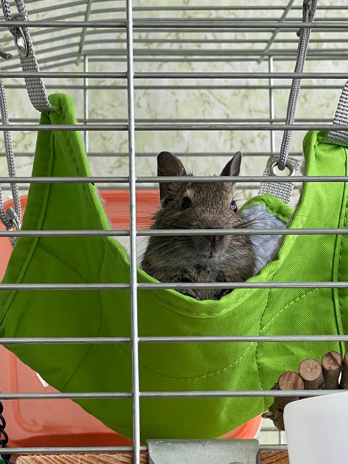 2 мальчика дегу бесплатно с клеткой