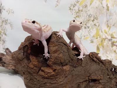 Леопардовый геккон эублефар