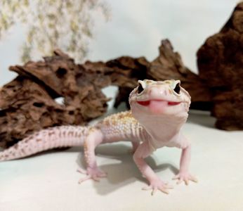 Леопардовый геккон эублефар