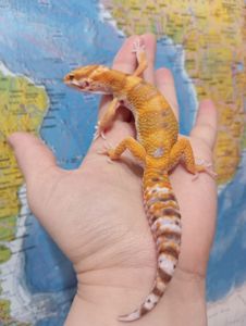 Леопардовый геккон эублефар