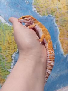 Леопардовый геккон эублефар