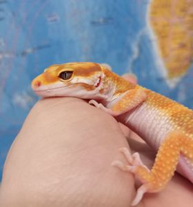 Леопардовый геккон эублефар