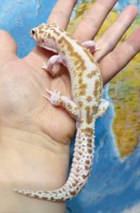 Леопардовый геккон эублефар