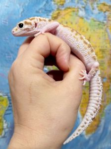 Леопардовый геккон эублефар