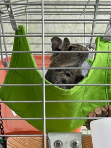 2 мальчика дегу бесплатно с клеткой