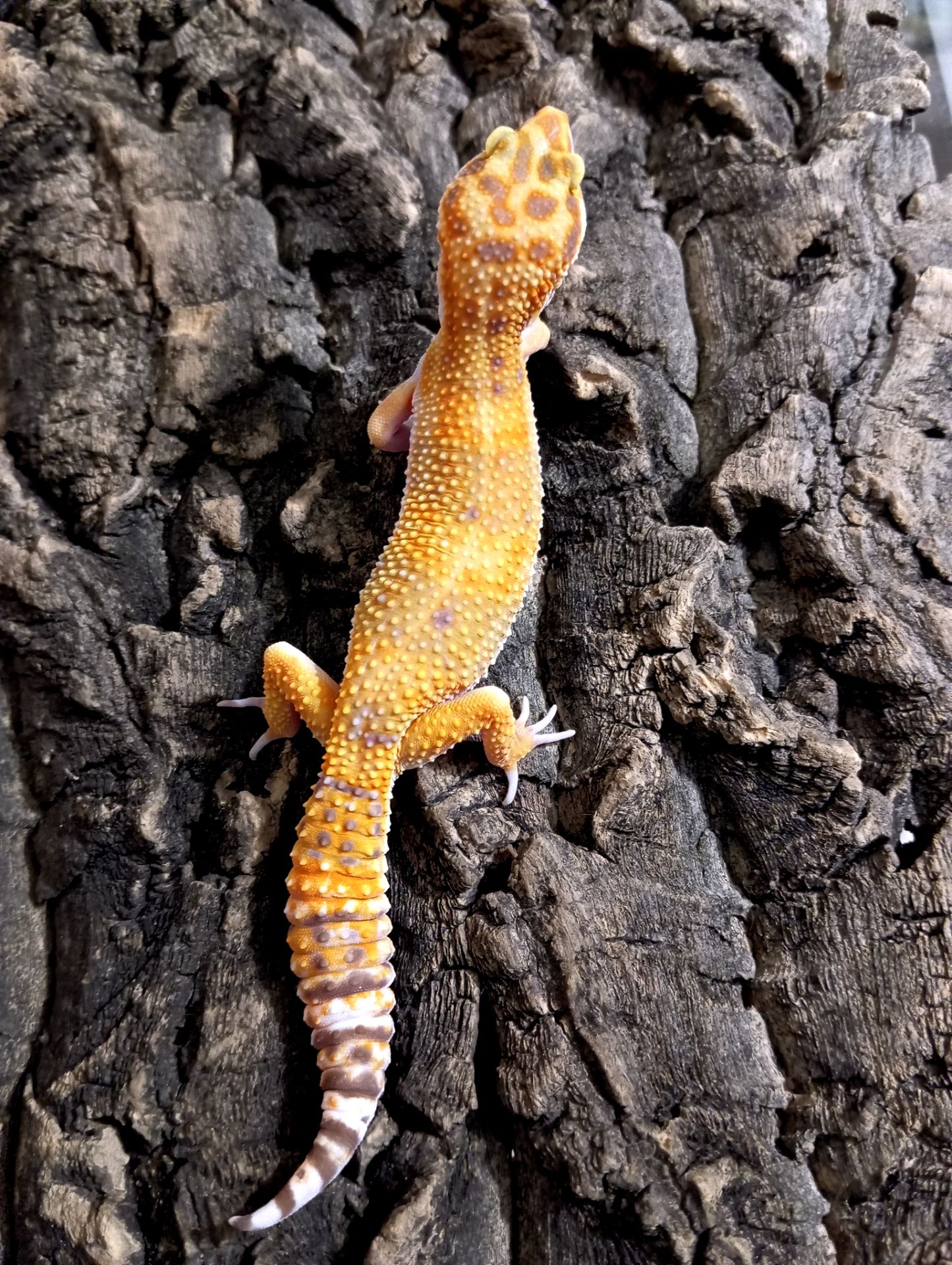 Леопардовый геккон эублефар