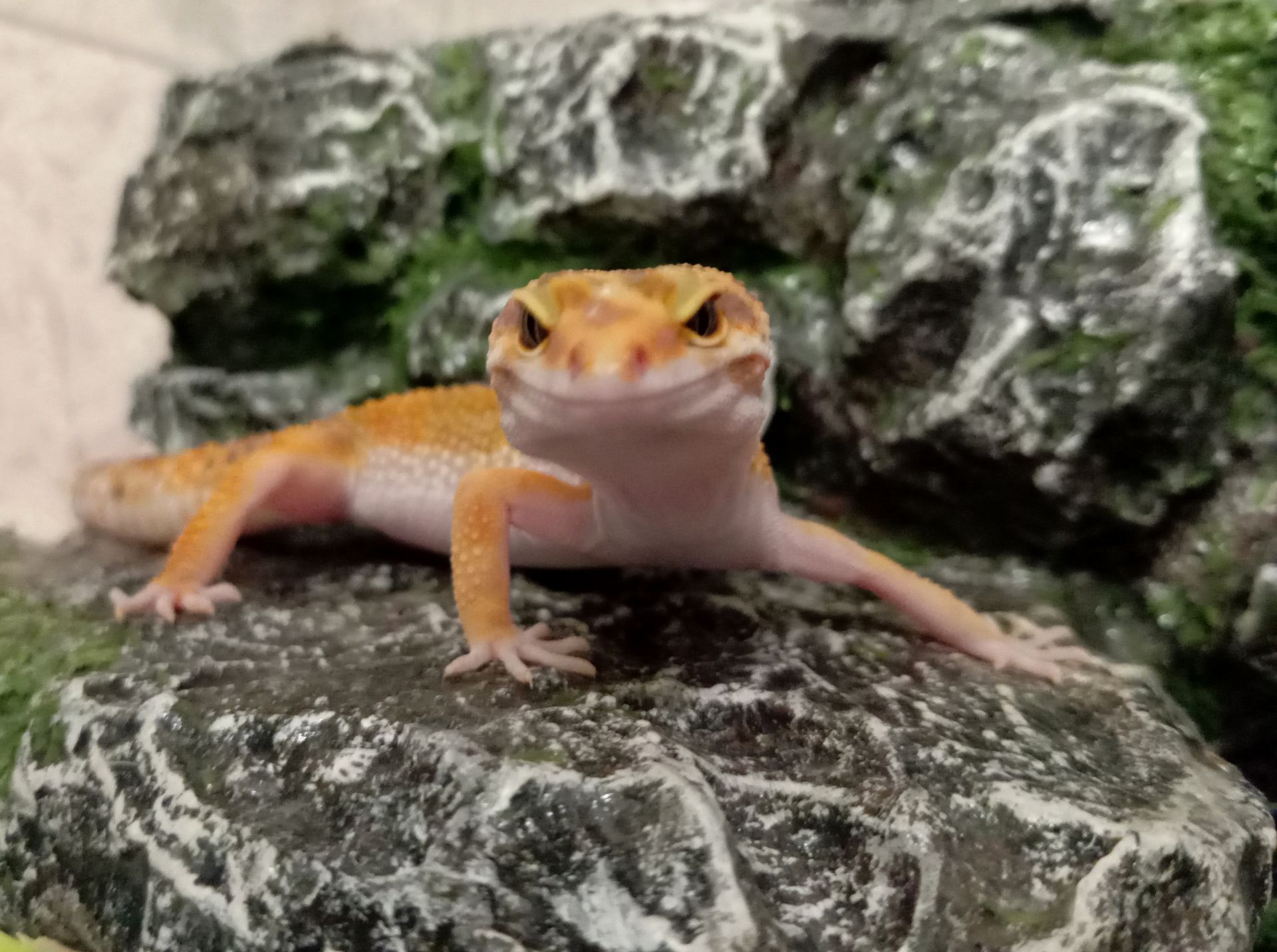 Леопардовый геккон эублефар