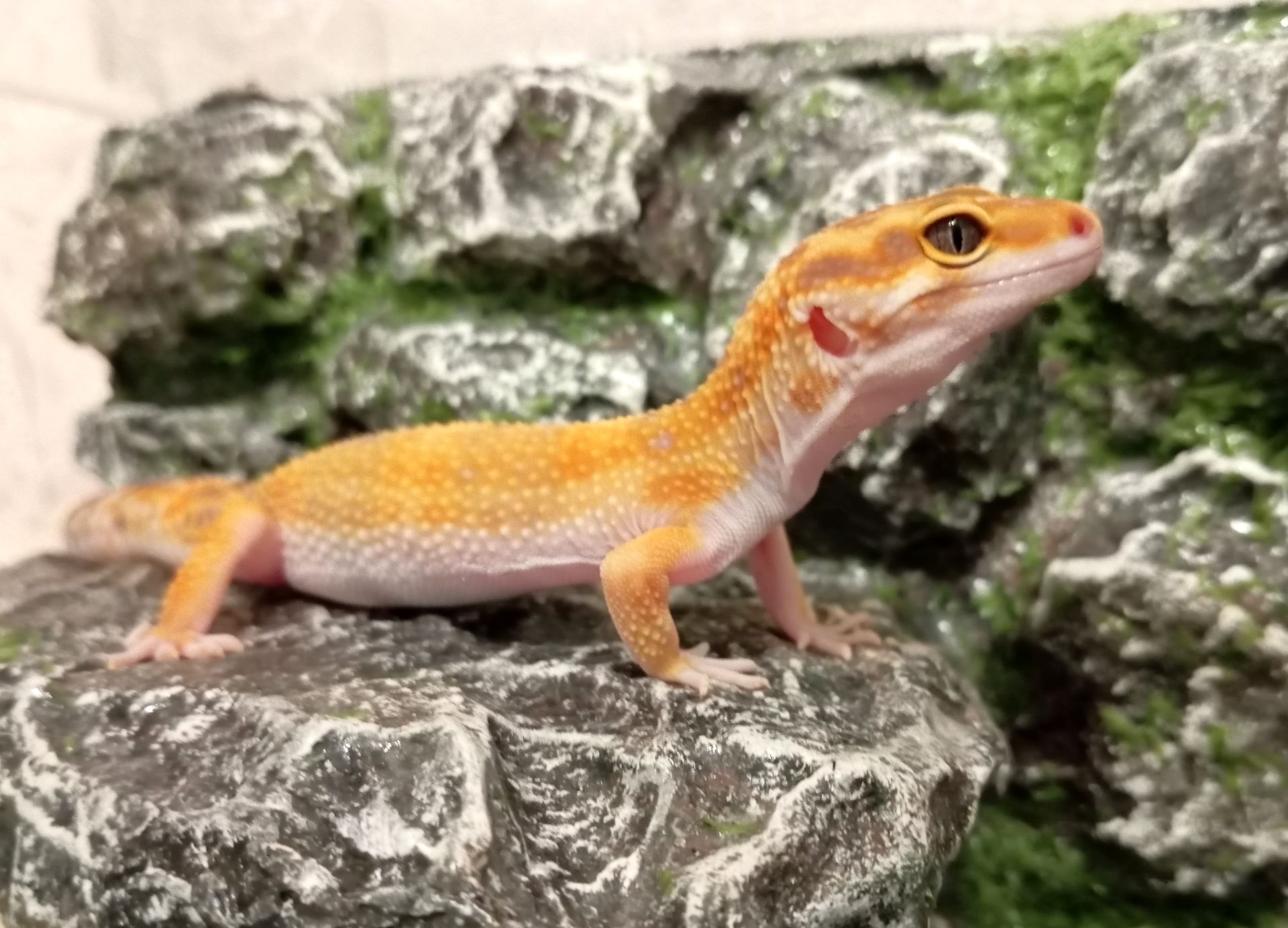 Леопардовый геккон эублефар