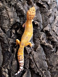 Леопардовый геккон эублефар