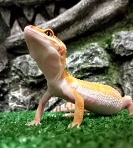 Леопардовый геккон эублефар