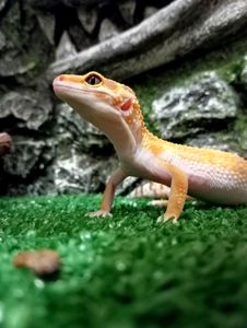 Леопардовый геккон эублефар