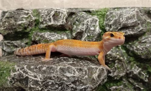 Леопардовый геккон эублефар