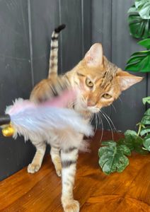 Дівчинка породи Тойгер- Джумбалая