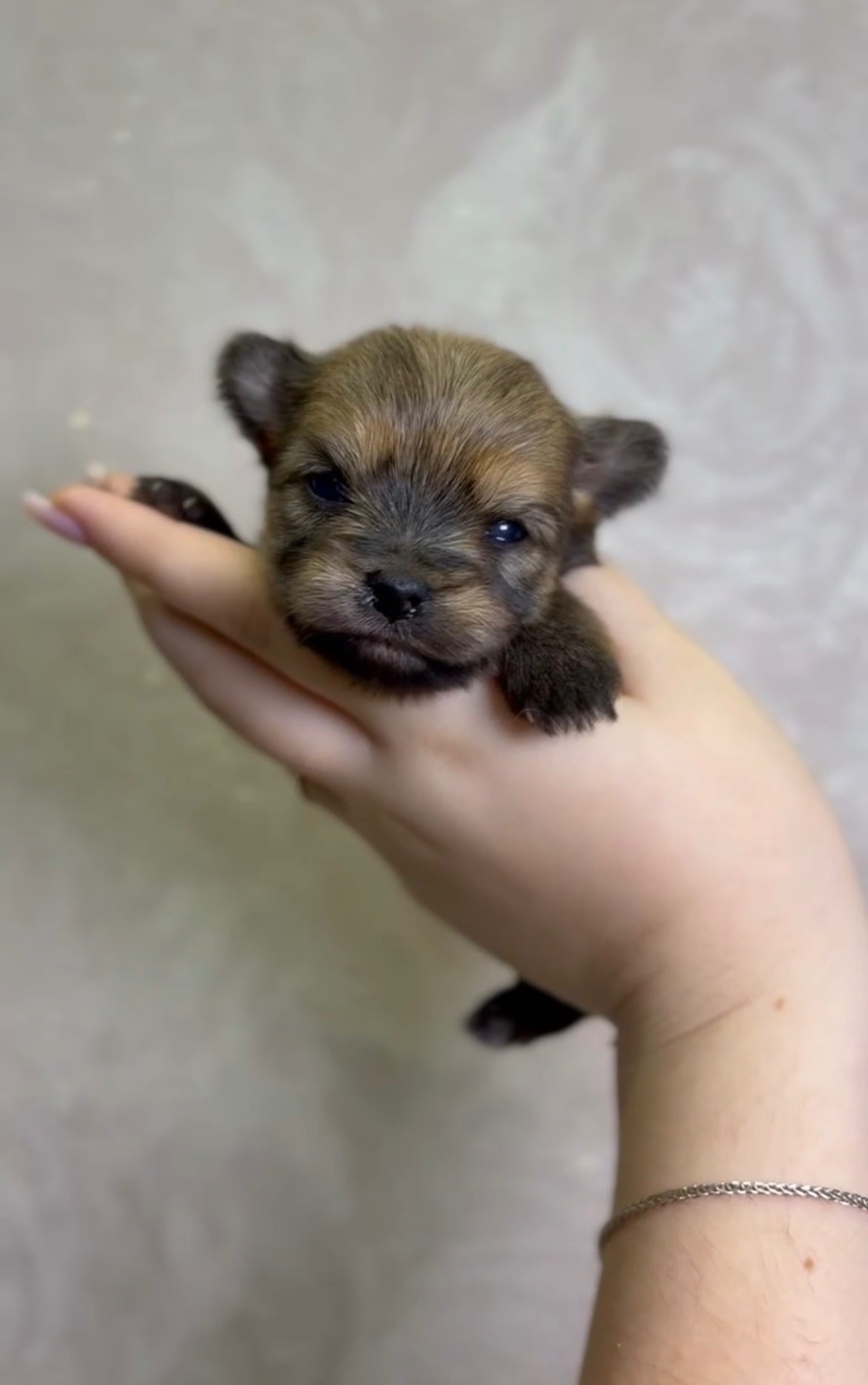 Хлопці голдаст йорка