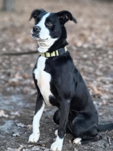 Мікс боксера Булочка