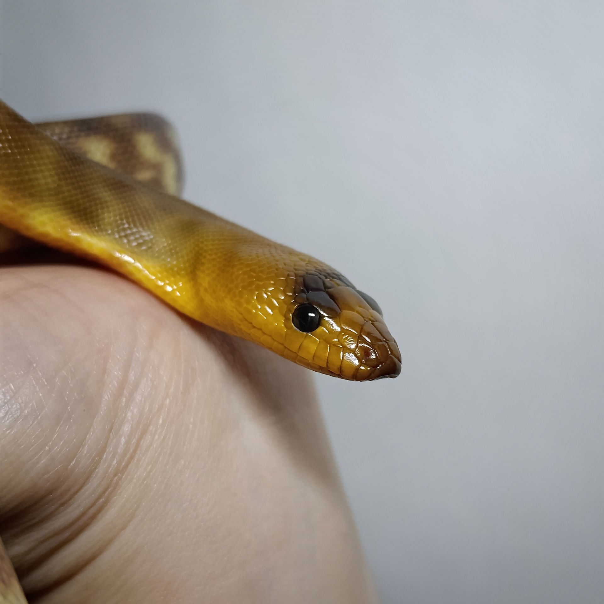 Карликовий пітон Рамсея