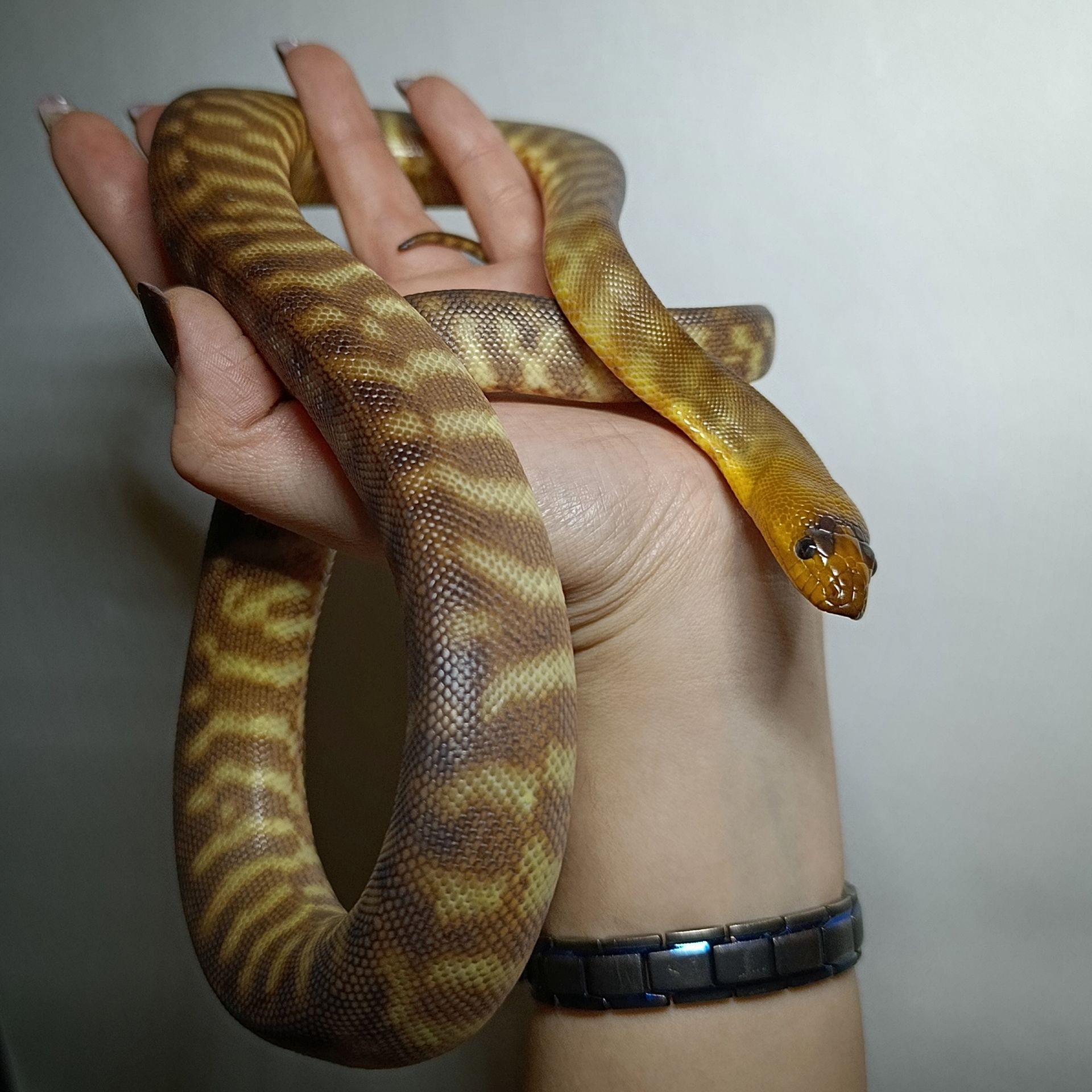 Карликовий пітон Рамсея