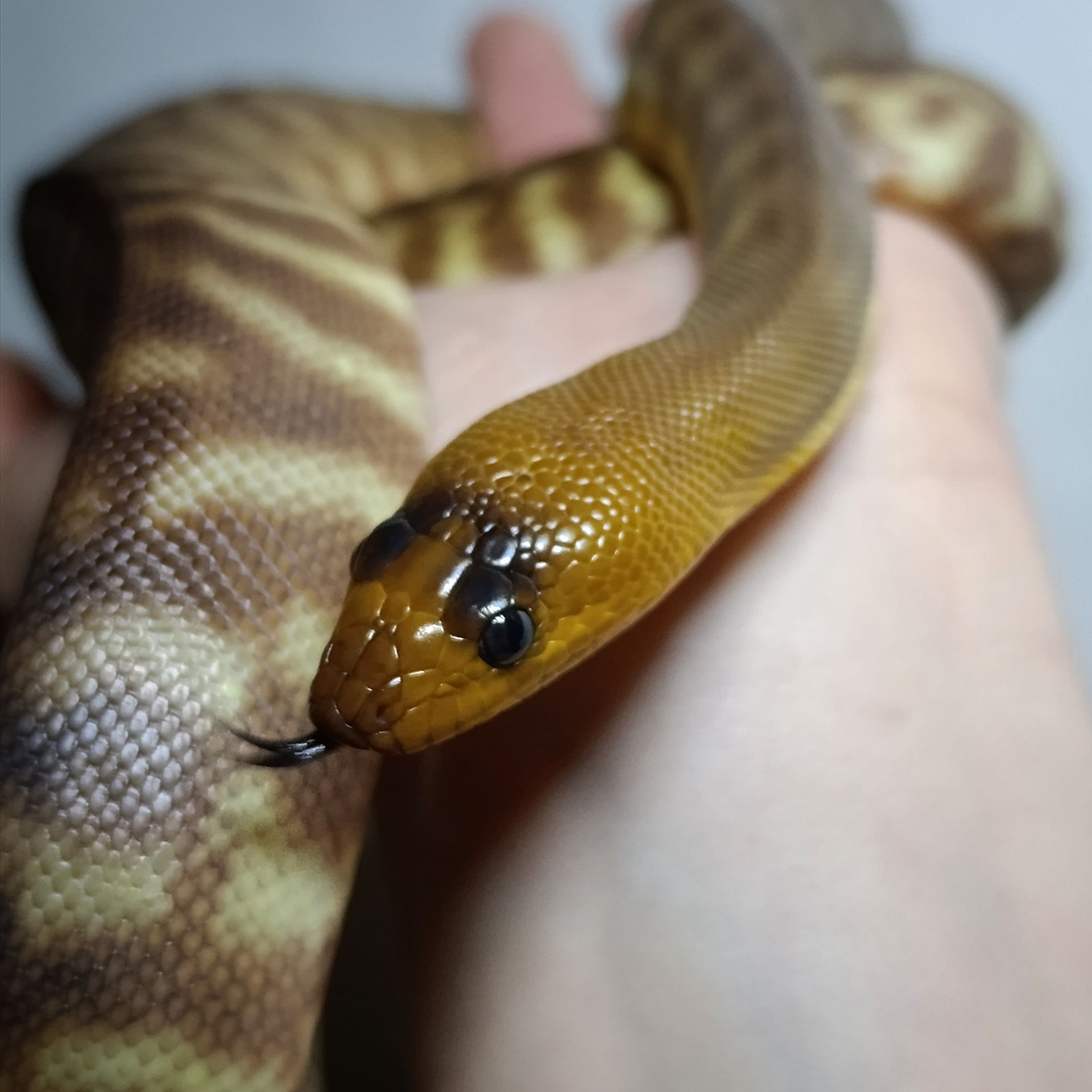 Карликовий пітон Рамсея