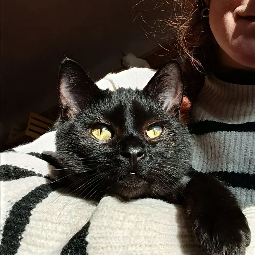 Кошеня -підліток Макс, 7-8 міс. Київ шукає родину