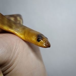 Карликовий пітон Рамсея