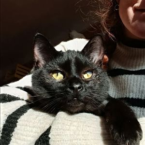 Кошеня -підліток Макс, 7-8 міс. Київ шукає родину