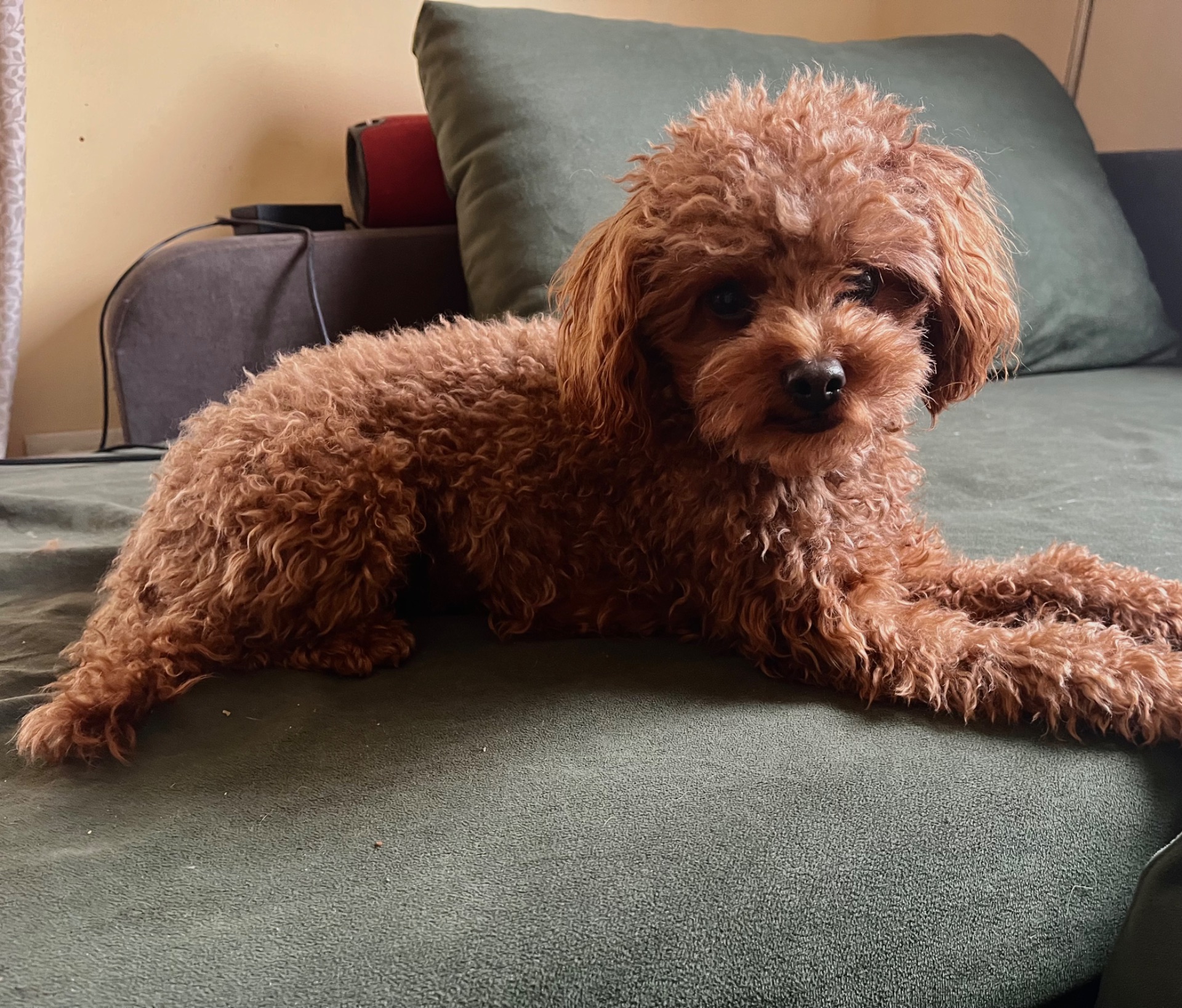 Вʼязка той пудель