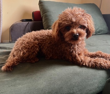 Вʼязка той пудель