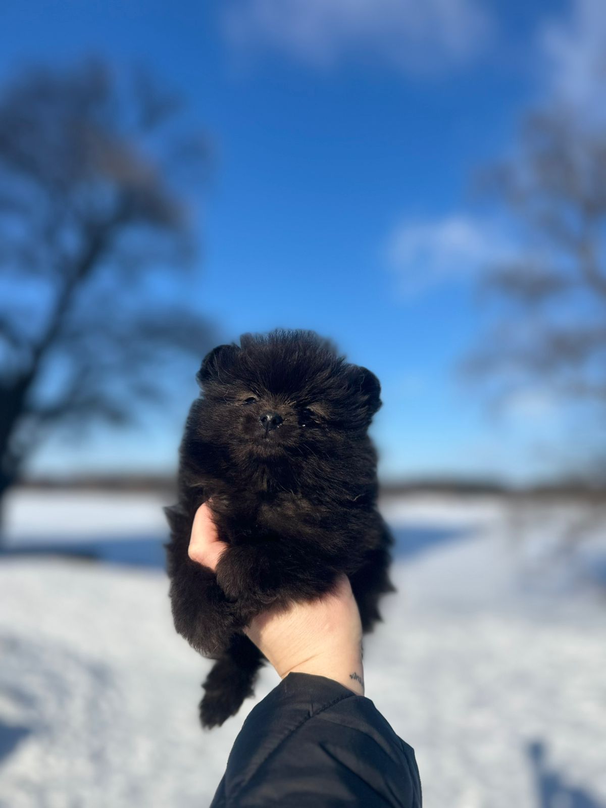 Продам своих милых малышей Померанского шпица.очень активные малыши.родители свои всех покажу