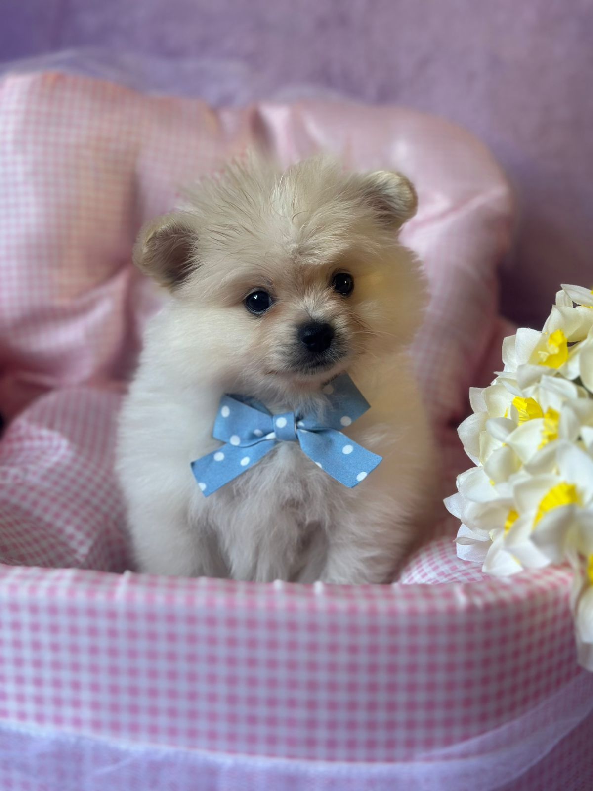 Продам своих милых малышей Померанского шпица.очень активные малыши.родители свои всех покажу