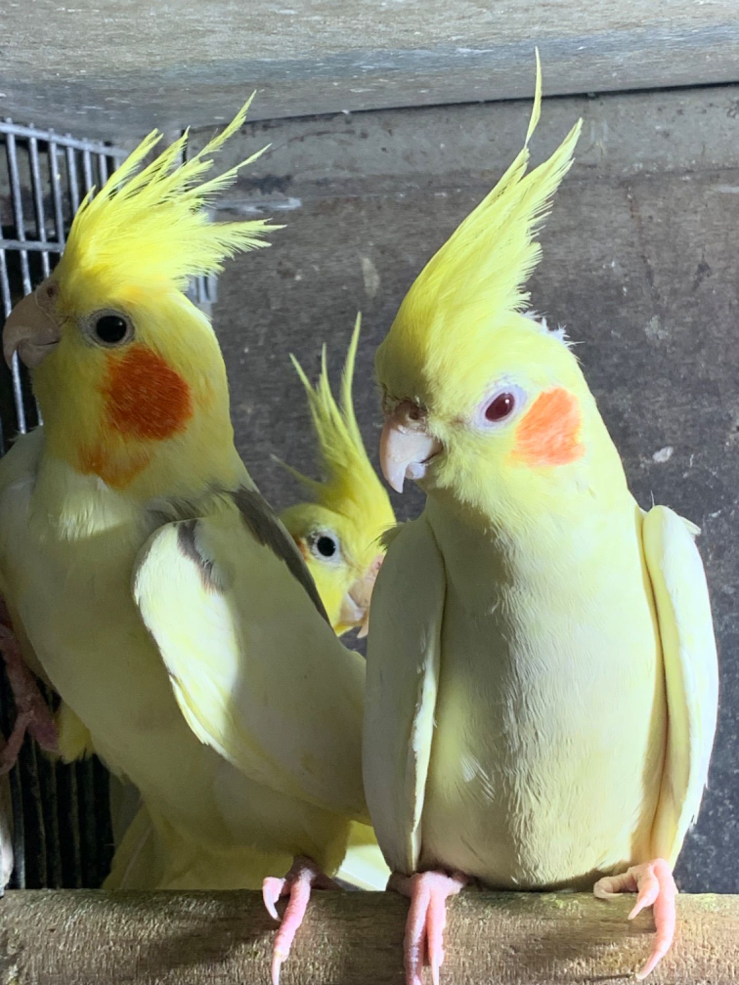 Гооврящі папуги корелла, молоді