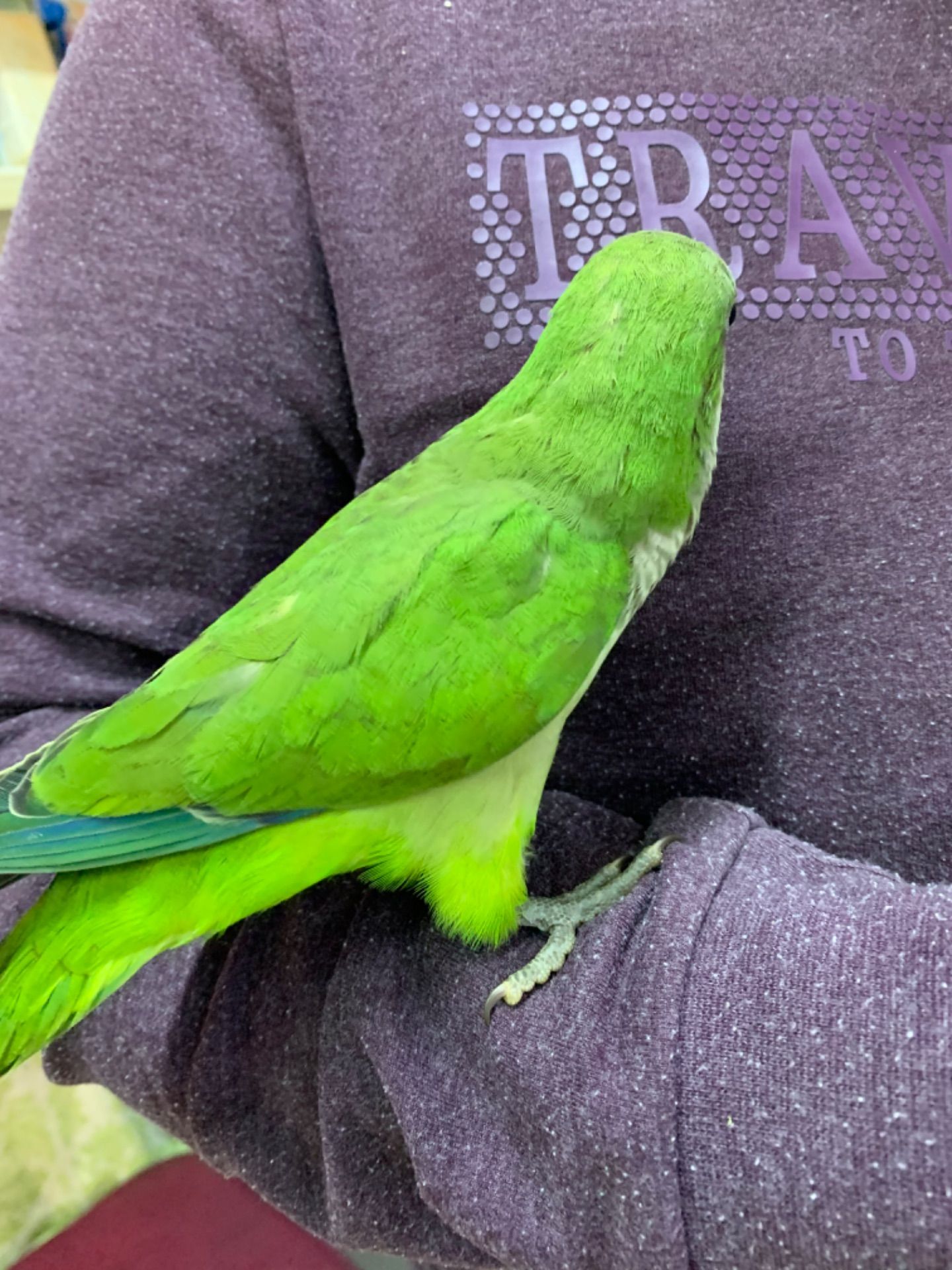 Квакер каліта монах ручний папужка хлопчик