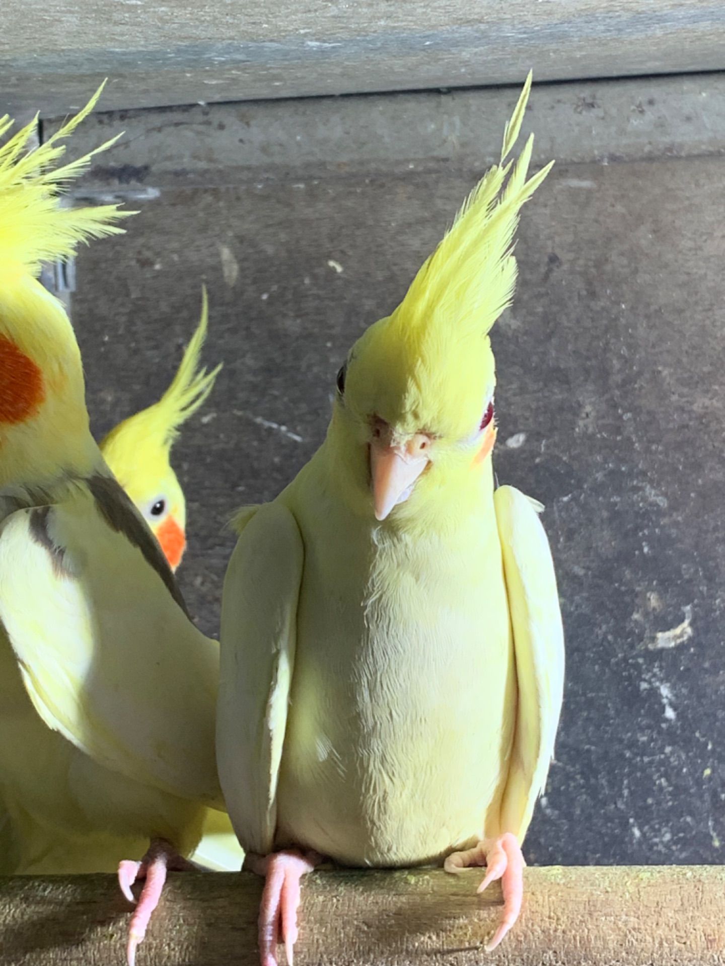 Гооврящі папуги корелла, молоді