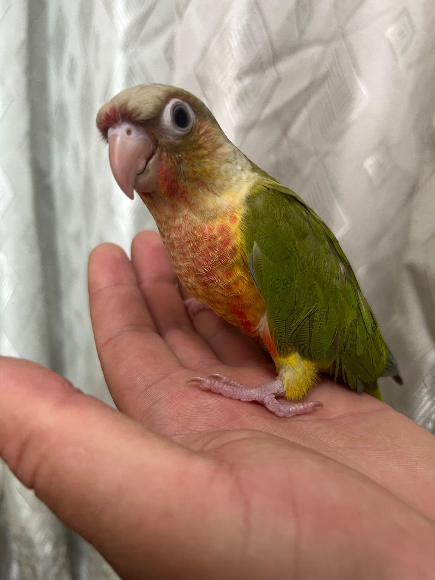 Пташенята папуги пірруру малюки