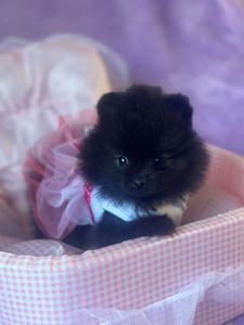 Продам своих милых малышей Померанского шпица.очень активные малыши.родители свои всех покажу