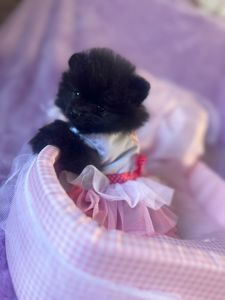 Продам своих милых малышей Померанского шпица.очень активные малыши.родители свои всех покажу