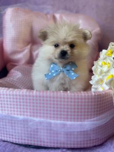 Продам своих милых малышей Померанского шпица.очень активные малыши.родители свои всех покажу